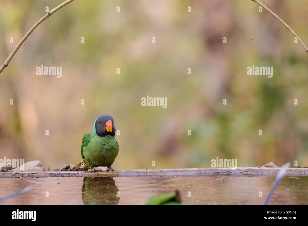 Parakeet (Psittacula himalayana) a testa di legno seduto vicino al corpo d'acqua nella foresta. Foto Stock