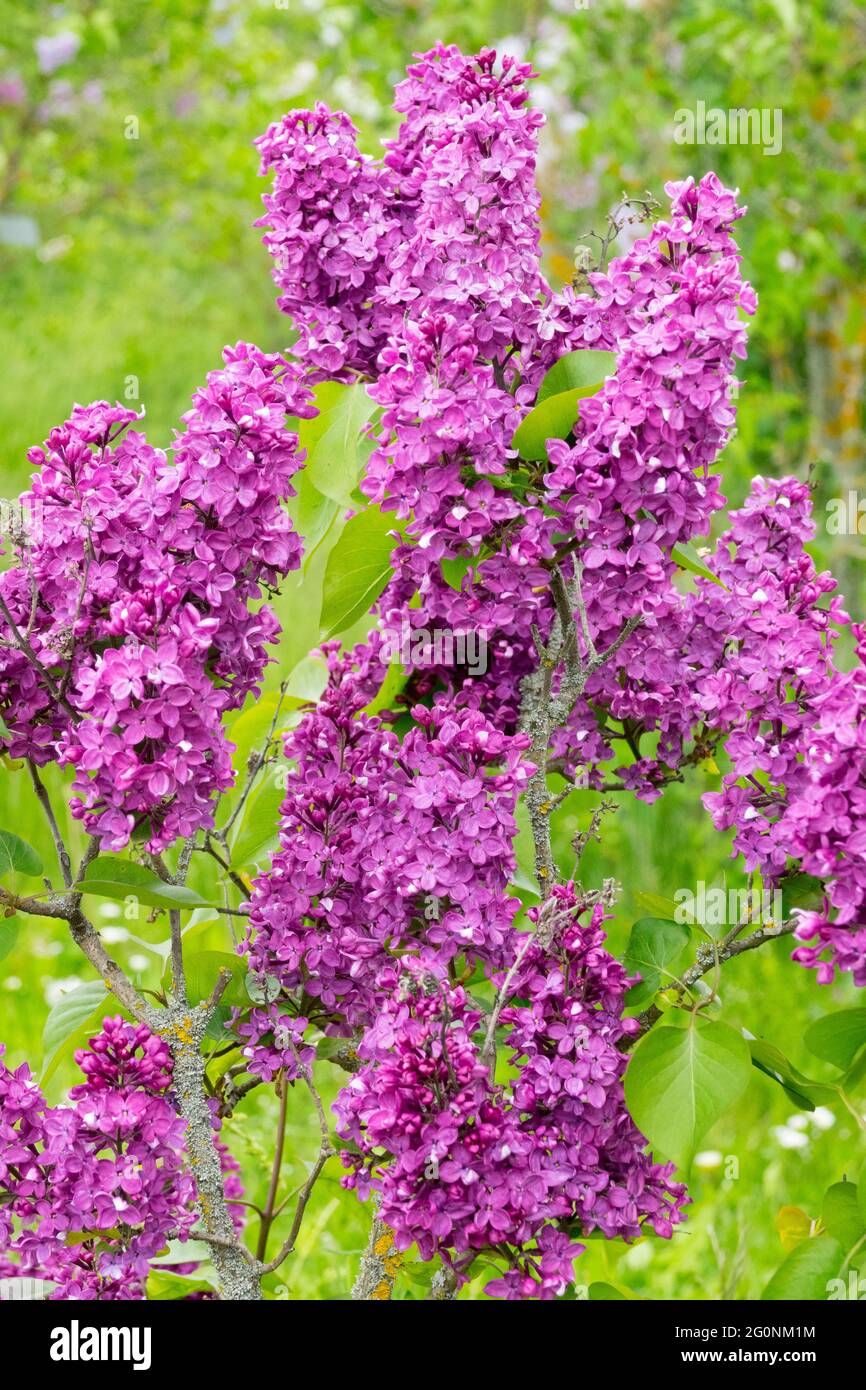 Albero rosa lilla fioritura Lilac Fiori arbusto fiorito SyDTCvulgaris Andrjusa Gromov Syylan lilla c Panicles Lilla fioritura Fragrante fiori Branch Foto Stock