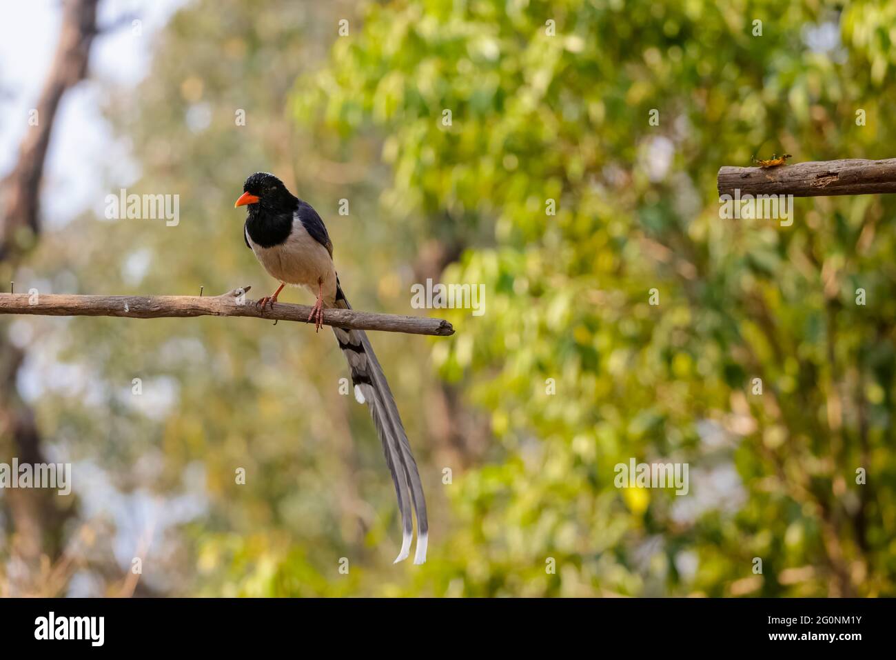 Blu rosso-fatturato magpie (Urocissa erythrorhyncha) arroccato sul ramo dell'albero. Foto Stock