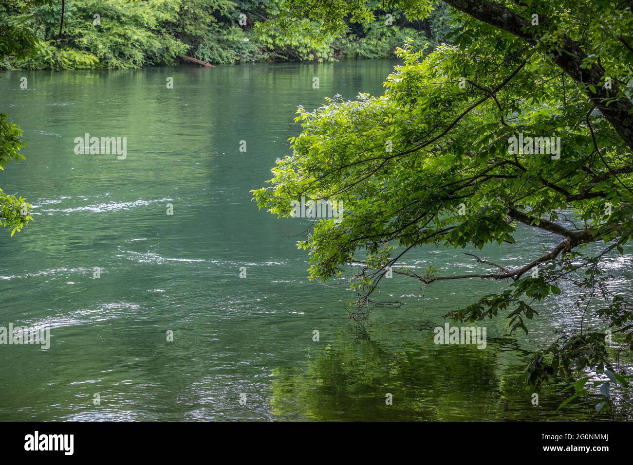 Una corrente in rapido movimento con l'acqua sopra la riva del fiume con gli alberi appesi in acqua in una giornata di sole in primavera Foto Stock