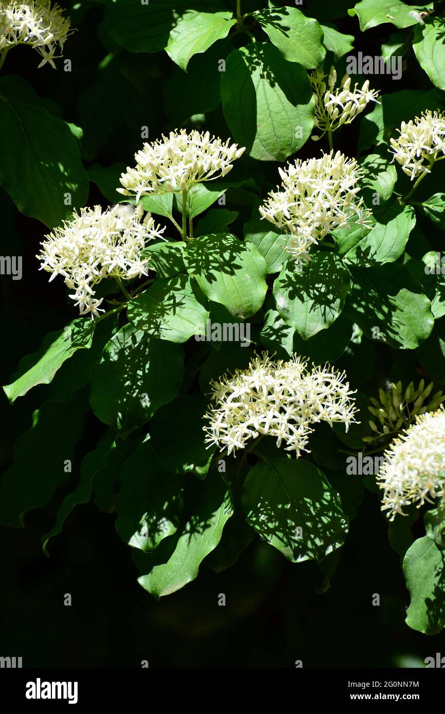 Dogwood comune, dogwood sanguinoso, Roter Hartriegel, Blutruter Hartriegel, Rotes Beinholz, Hundsbeere, Cornus sanguinea, veresgyűrű som, Ungheria, Europa Foto Stock