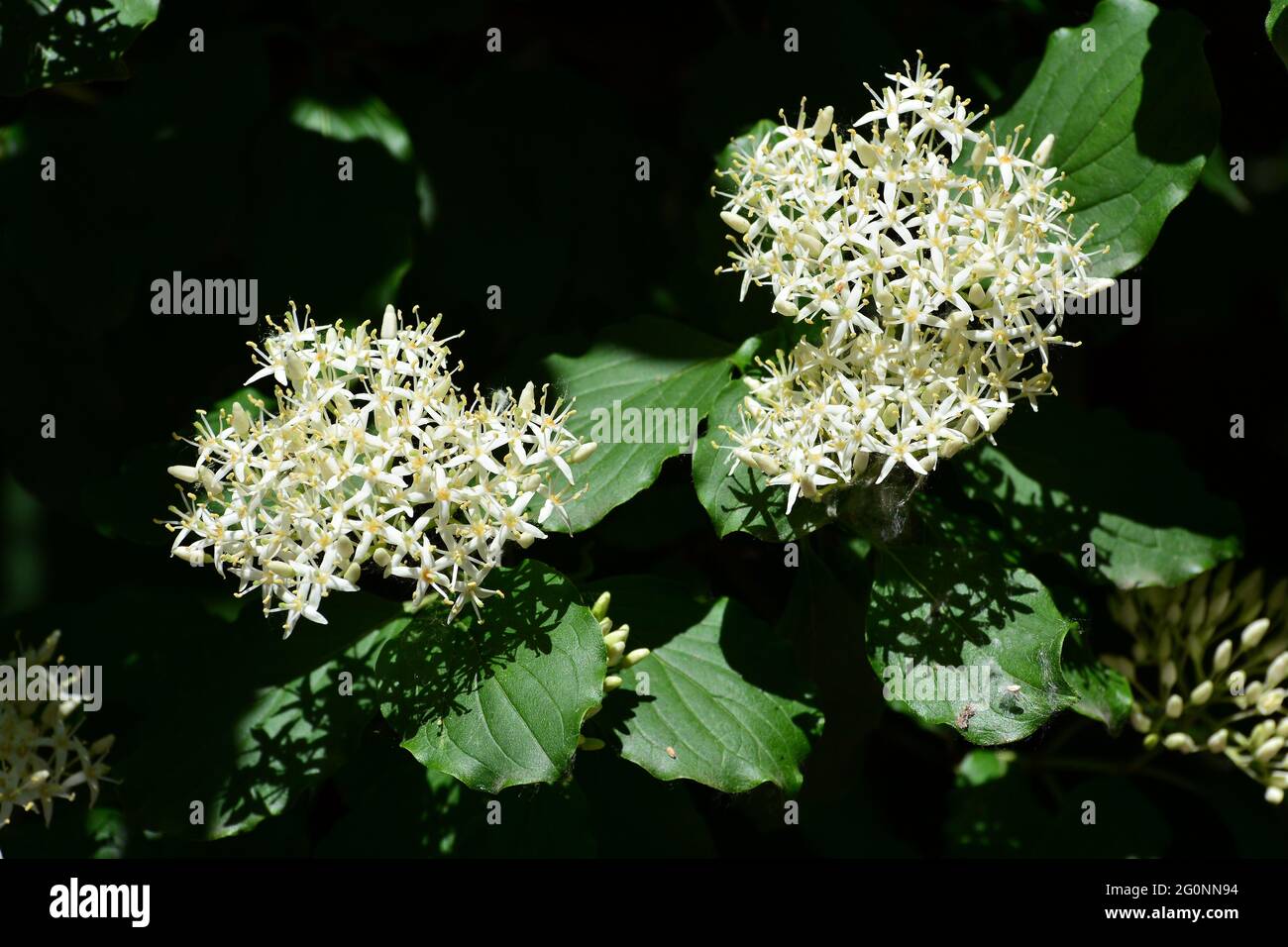 Dogwood comune, dogwood sanguinoso, Roter Hartriegel, Blutruter Hartriegel, Rotes Beinholz, Hundsbeere, Cornus sanguinea, veresgyűrű som, Ungheria, Europa Foto Stock