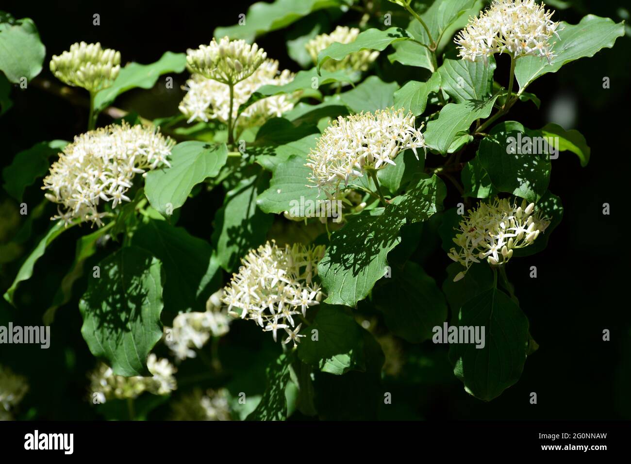 Dogwood comune, dogwood sanguinoso, Roter Hartriegel, Blutruter Hartriegel, Rotes Beinholz, Hundsbeere, Cornus sanguinea, veresgyűrű som, Ungheria, Europa Foto Stock