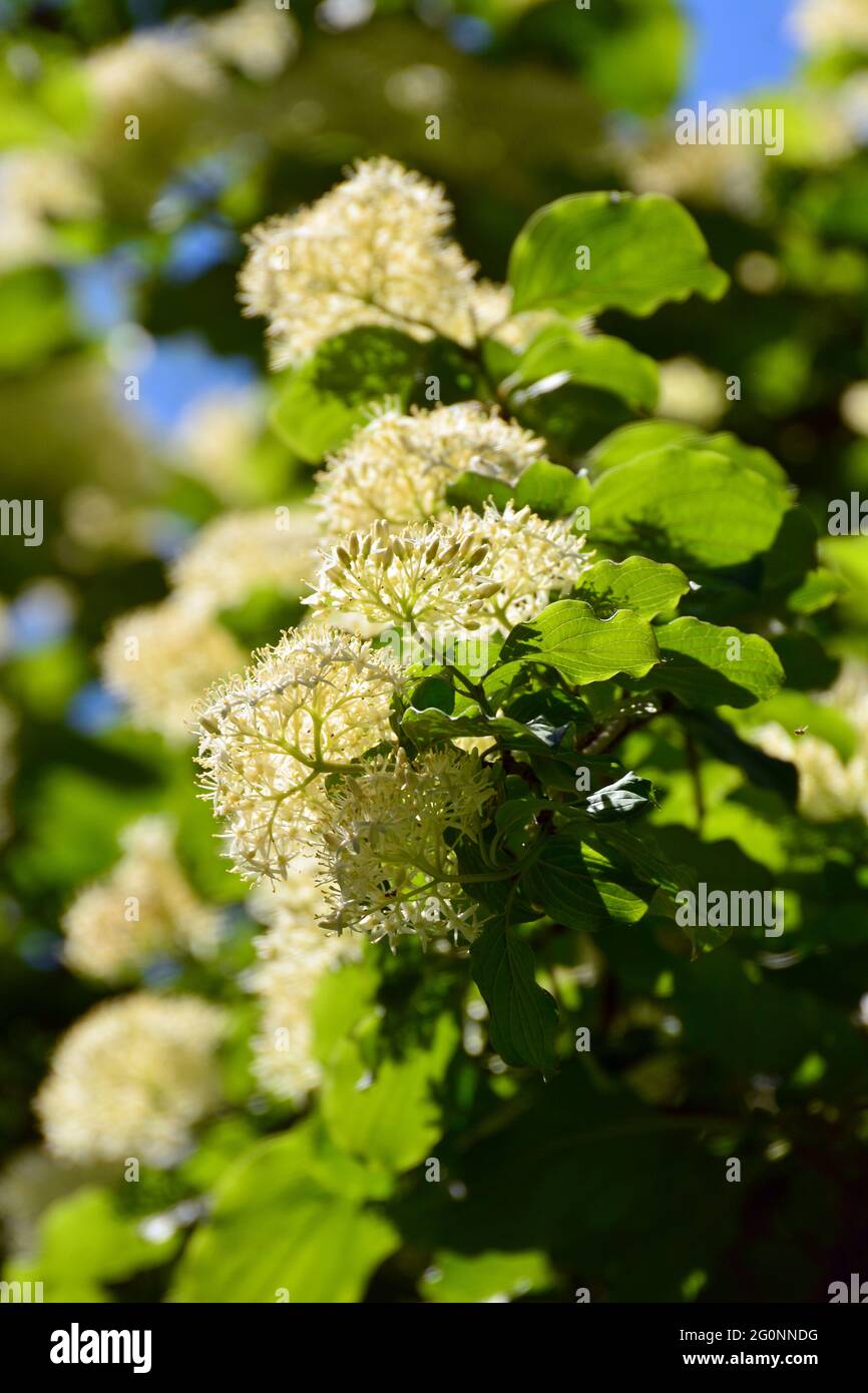 Dogwood comune, dogwood sanguinoso, Roter Hartriegel, Blutruter Hartriegel, Rotes Beinholz, Hundsbeere, Cornus sanguinea, veresgyűrű som, Ungheria, Europa Foto Stock