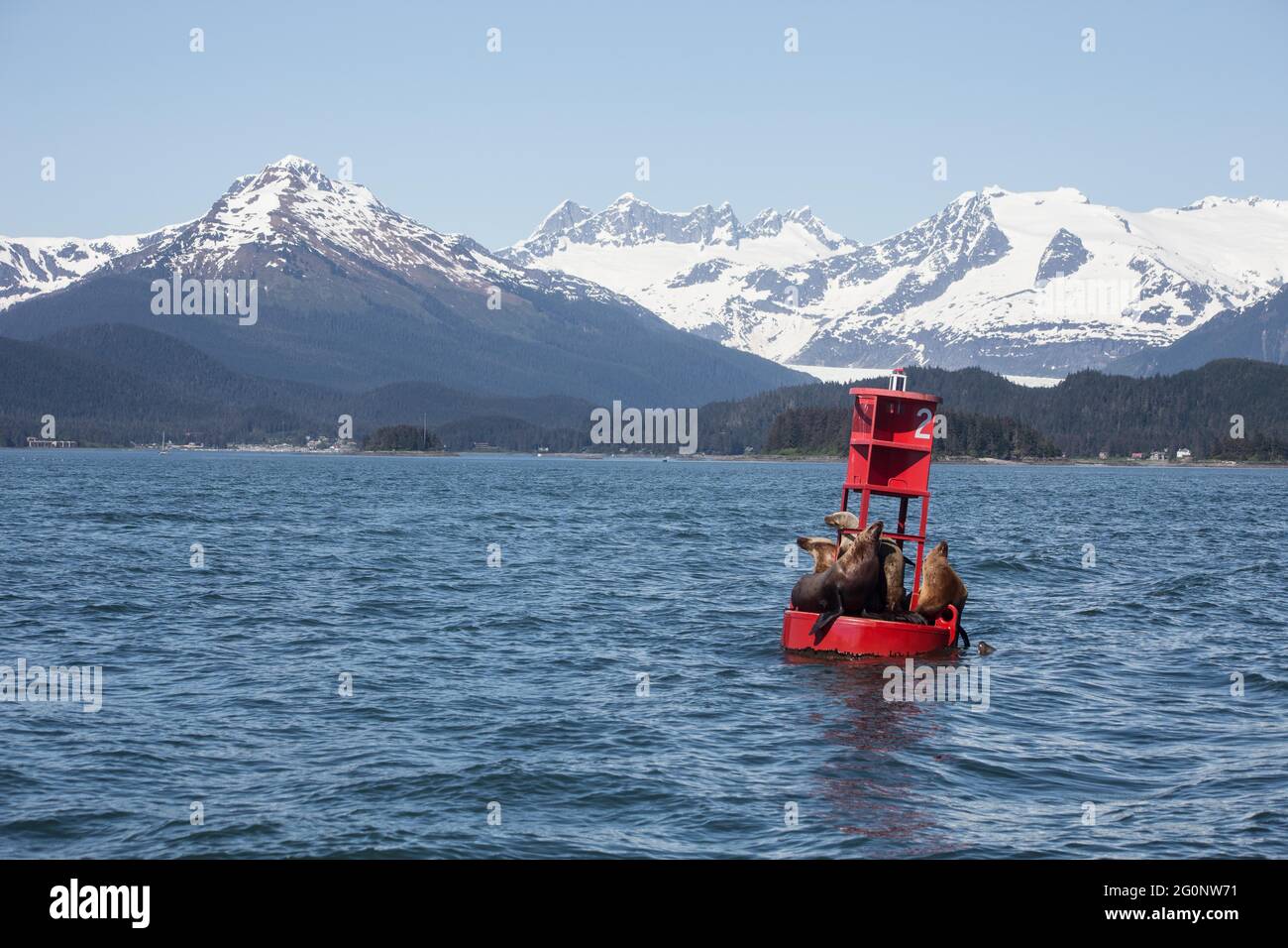Leoni marini che riposano sulla boa con montagne innevate sullo sfondo Foto Stock