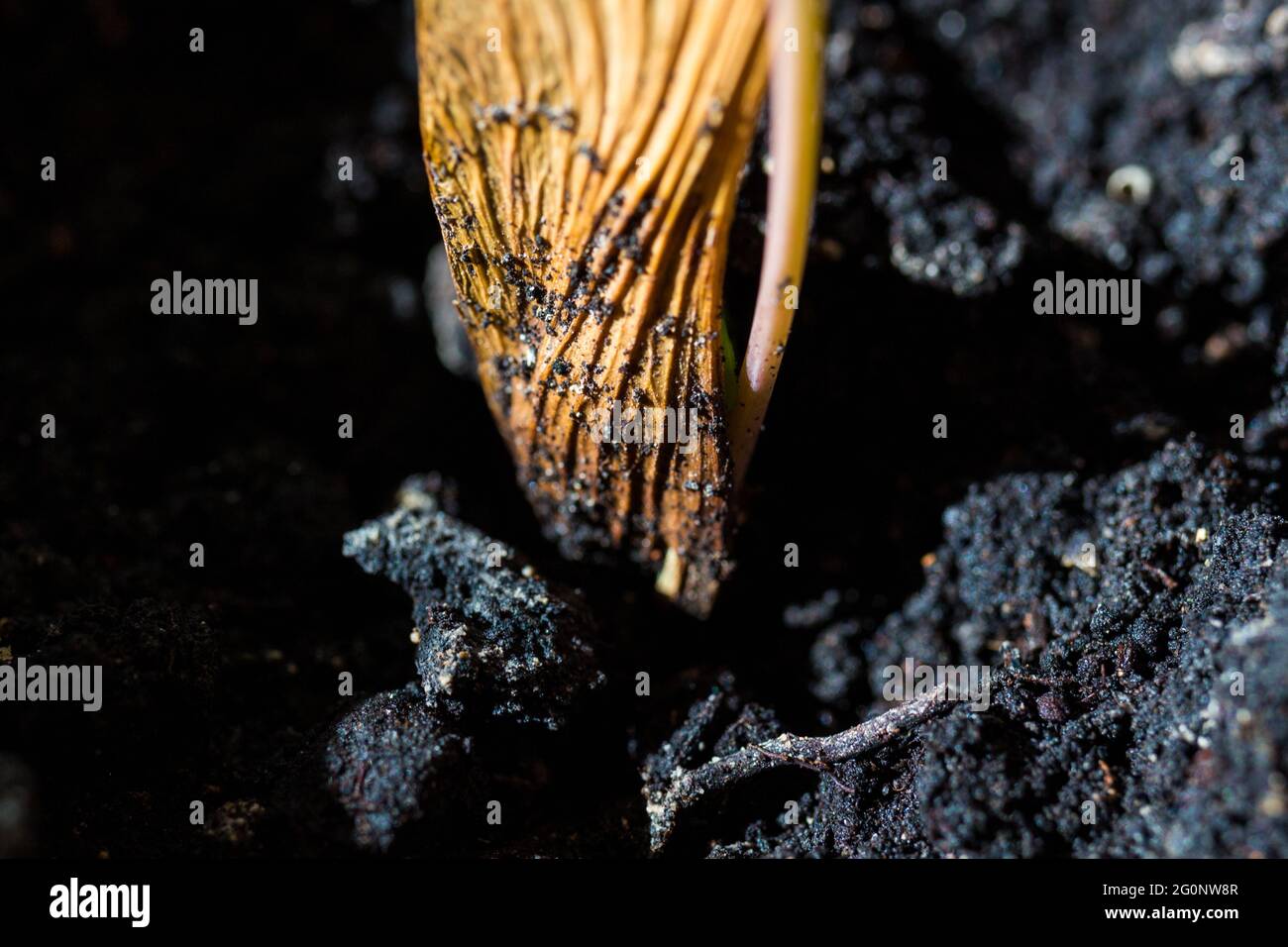 Germinazione acero di sicomoro (Acer pseudoplatanus) piantare in vaso Foto Stock