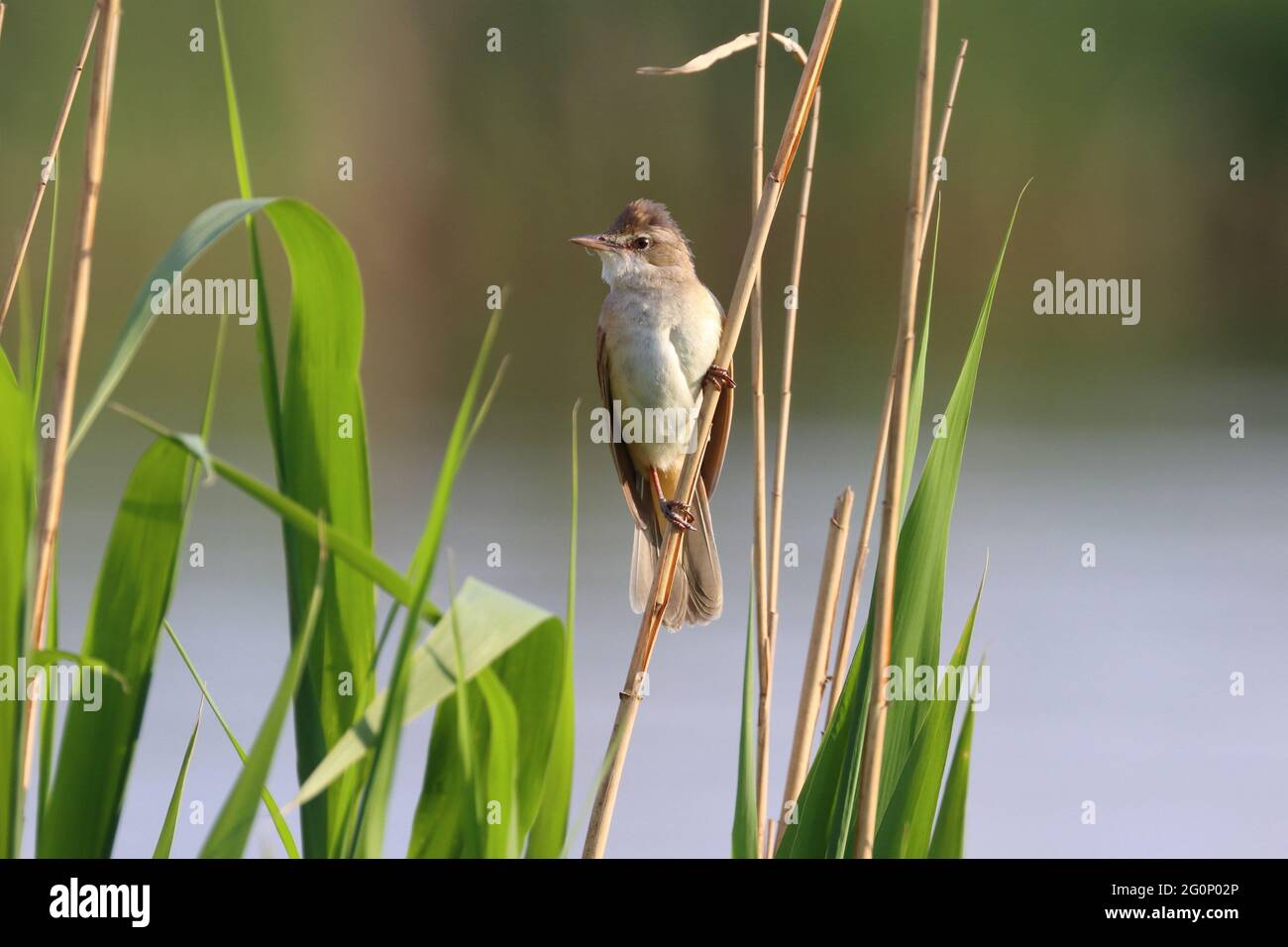 Canna reed - uccello Foto Stock