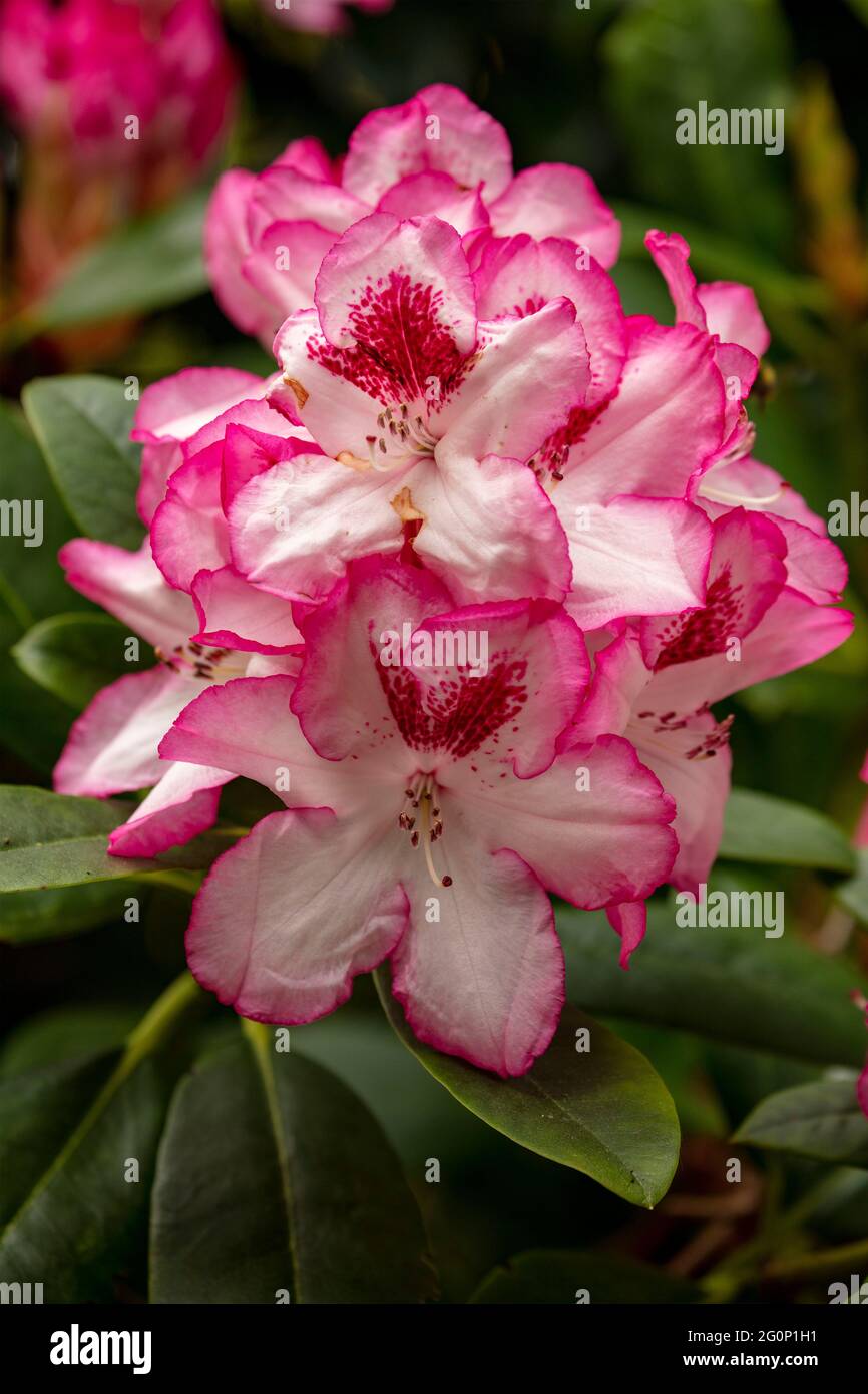 Rhododendron Hachmann's Charmant fiori e fogliame, naturale ritratto di fiori Foto Stock