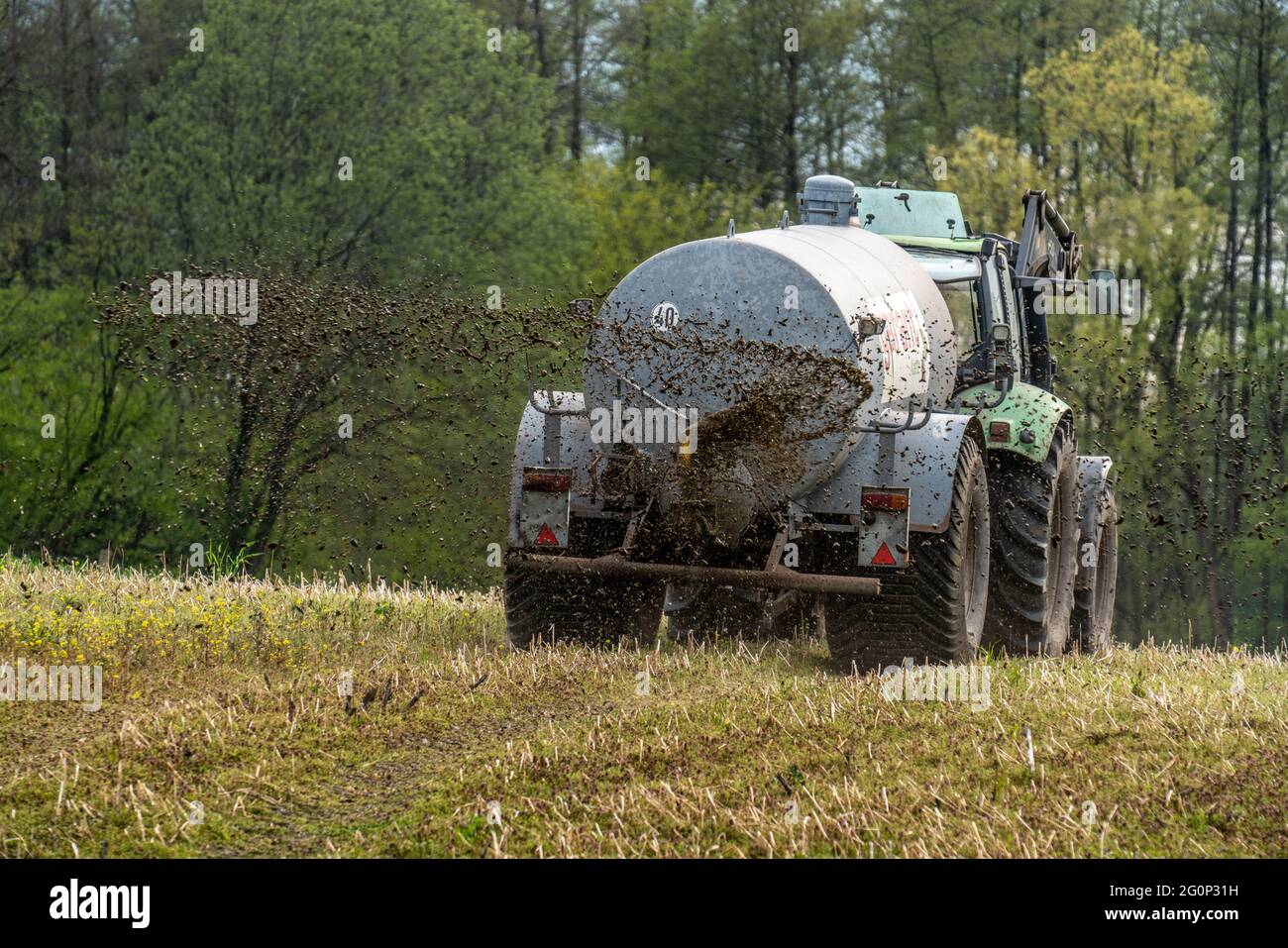Il concime liquido viene distribuito su un campo con un trattore da un barile di concime liquido, per fertilizzare il terreno agricolo, NRW, Germania. Foto Stock