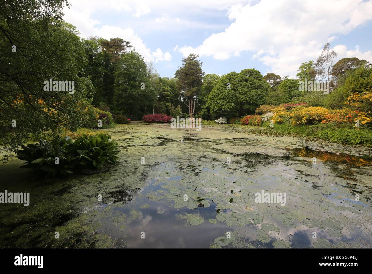 Glenapp Castle, Ballantrae, Girvan KA26 0NZ, Scozia, Regno Unito. Hotel 5 Stelle Luxury Castle Ayrshire, Scozia Sud Ovest. Lo stagno di Azalea Foto Stock