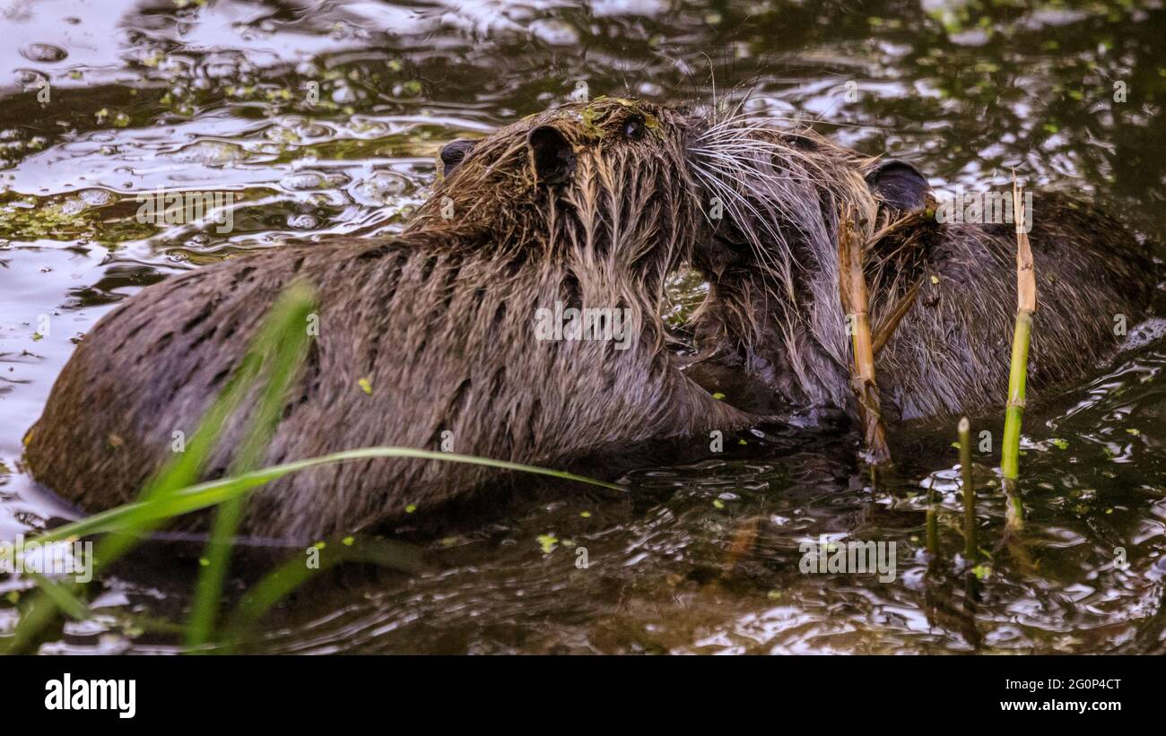 Münster, Germania. 2 Giugno 2021. I giovani giocano-combattono in acqua. Due bambini di coypu, ora circa 6 settimane (anche i ratti di noce o castoro, Myocastor coypus) giocano e sembrano godersi il tempo insolitamente caldo. Gli animali selvatici sono comparsi quando una madre ha spostato i suoi bambini nel laghetto del Giardino Botanico di Münster, per la gioia dei visitatori, ma per la delizia del personale e dei giardinieri che lamentano che gli animali, chi non può essere spostato, munch loro strada attraverso alcune delle 8,000 specie del giardino di piante, verdure ed erbe, alcune di loro rare. Credit: Imageplotter/Alamy Live News Foto Stock