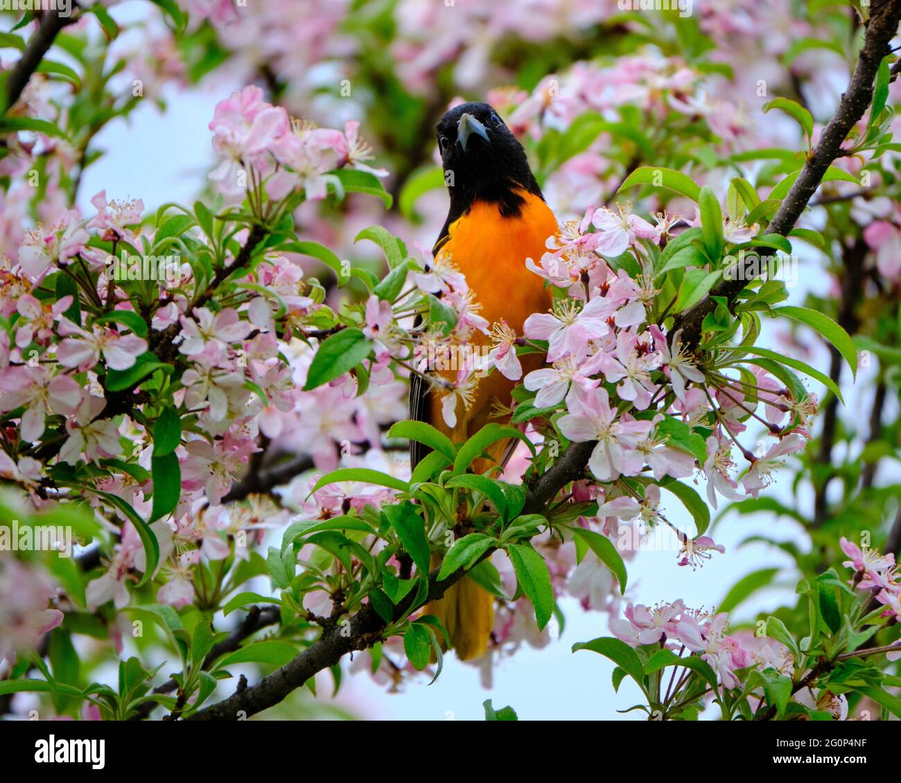 Maschio Baltimora Oriole in fiore albero di mele granchio in un giorno di primavera a Ottawa, Canada Foto Stock