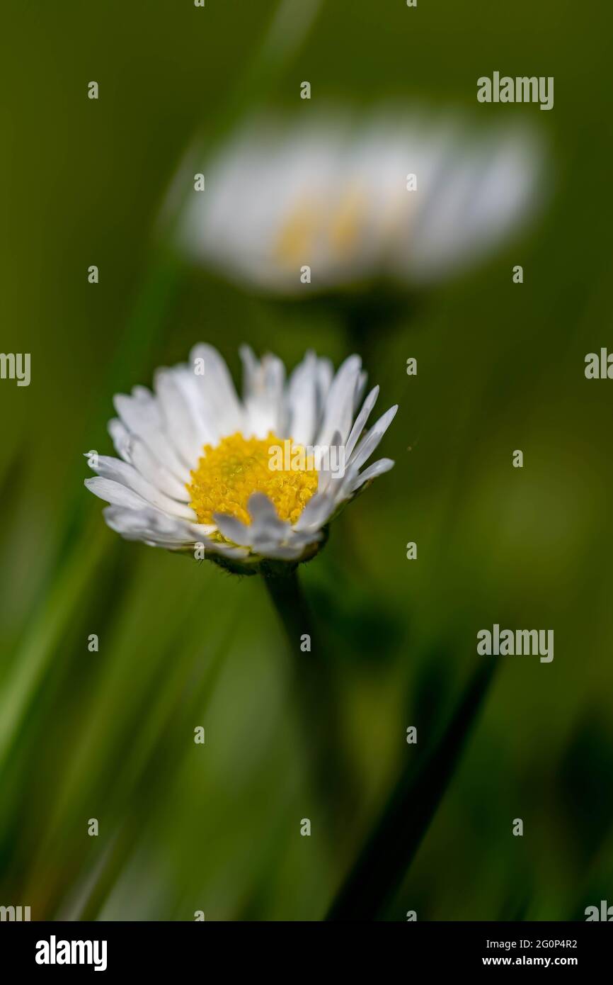 Due Daises comuni (Bellis perennis) in un prato d'erba Foto Stock