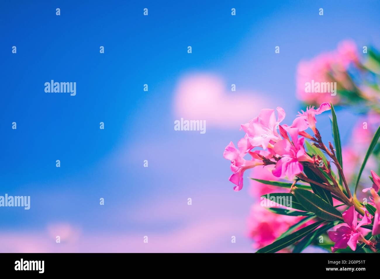 Fiori di oleandro rosa brillante con cielo blu e sfondo di nuvole rosa Foto Stock