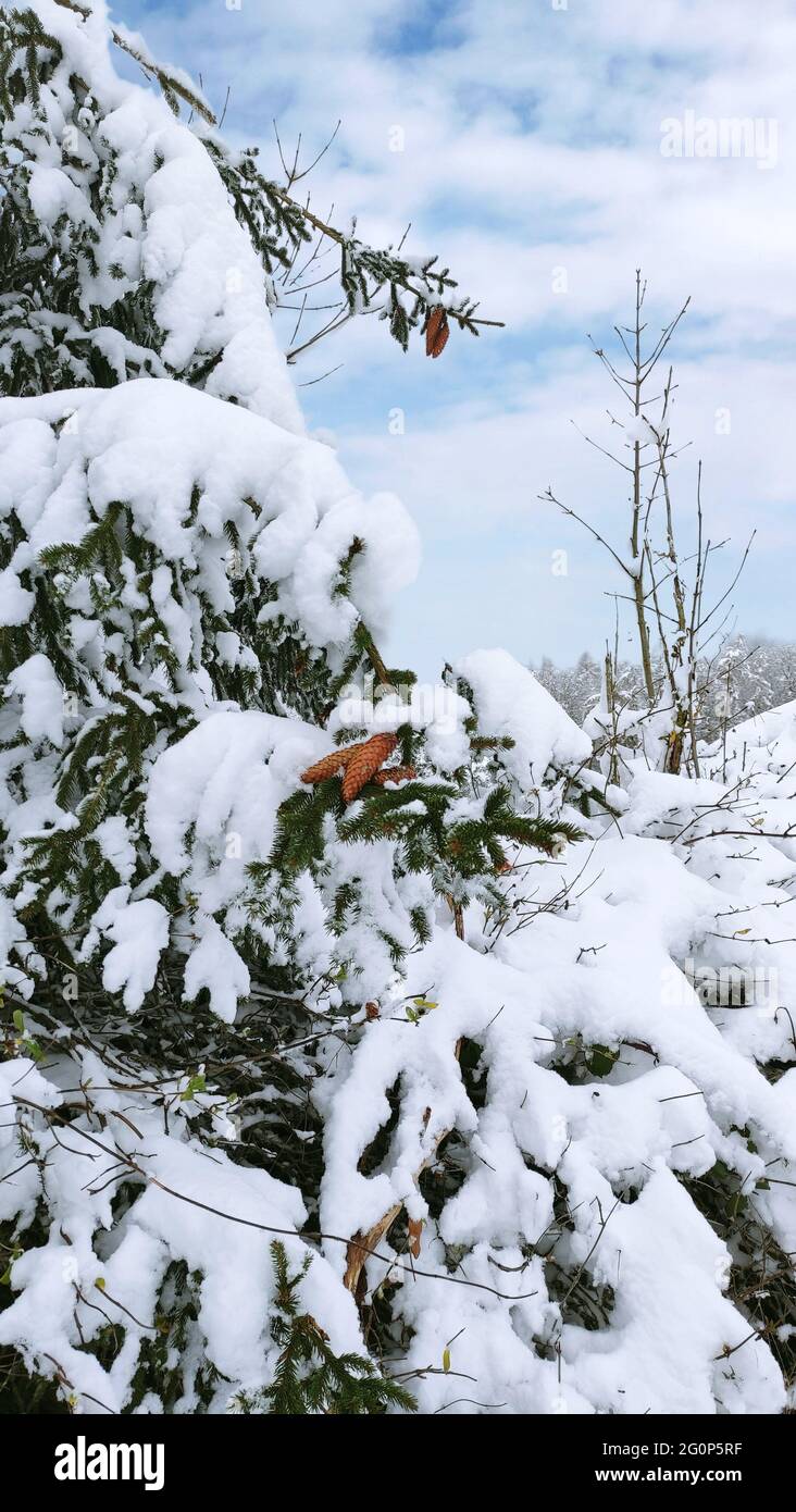 Un paesaggio innevato in germania. WIntertale. Wintermärchen in der Eifel. Foto Stock