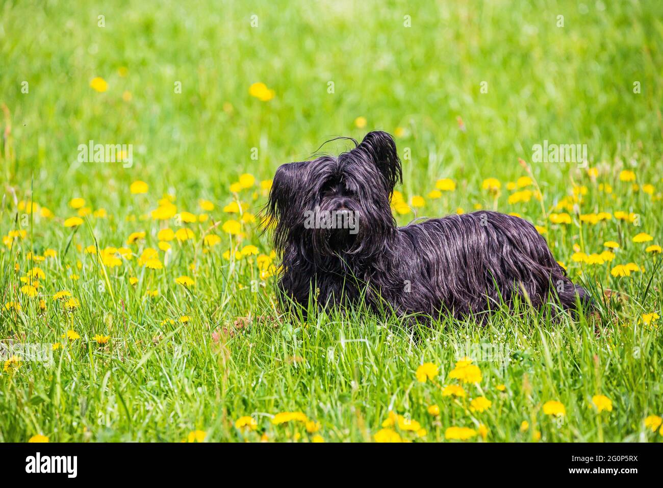 Cane nero di razza skye terrier su prato verde con i dandelioni gialli Foto Stock