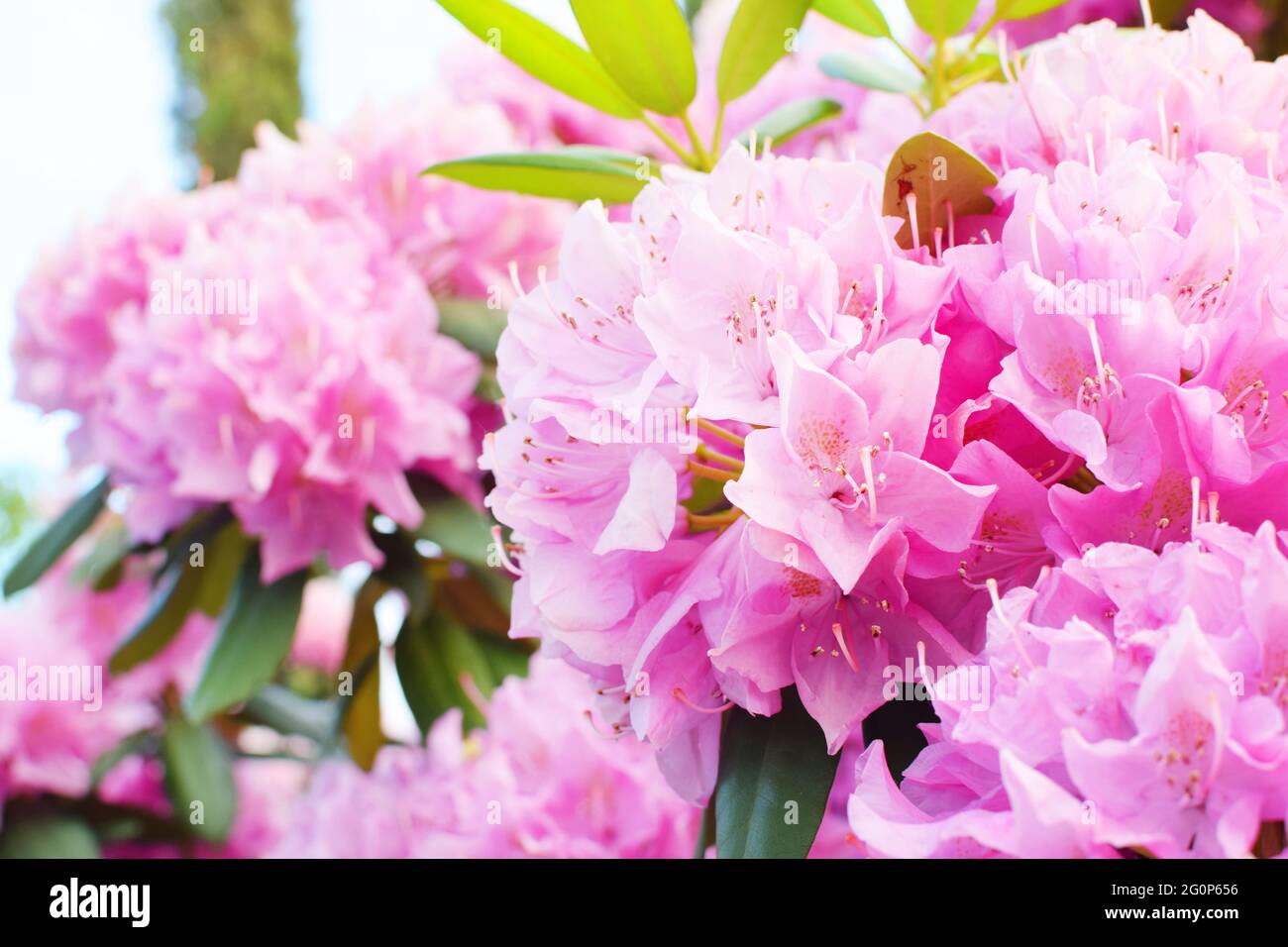 Bei delicati fiori rosa rododendri nel parco. Fioritura primaverile Foto Stock