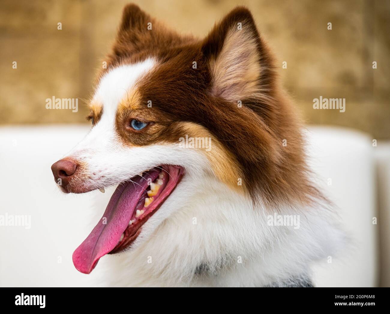 Bel Brown, Tan e White Pomeranian e Husky (Pomsky) razza mista cane. Foto Stock