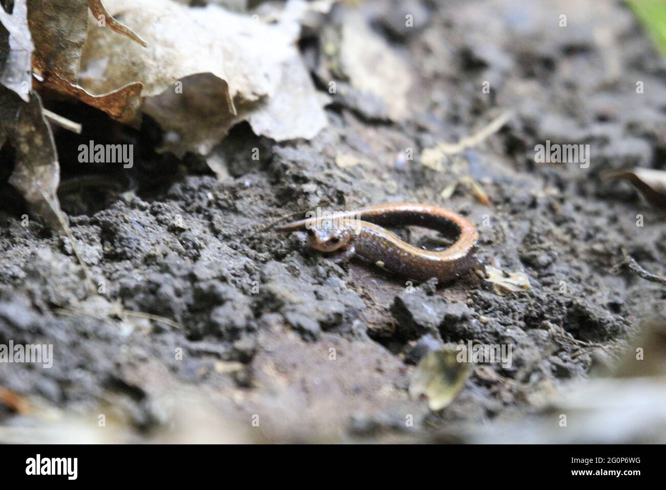Primo piano di un serpente sul terreno sporco Foto Stock