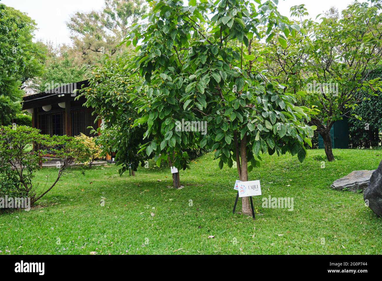 Discendenti di hibakujyumoku, alberi sopravvissuti al bombardamento atomico di Hiroshima, che crescono nel giardino giapponese di Buenos Aires, Argentina. Foto Stock