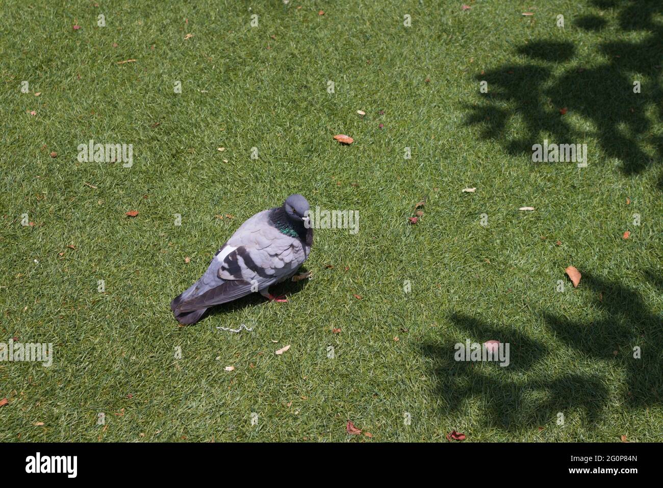 Immagine di un piccione di roccia (Columba livia) che prende il sole sull'erba di un parco urbano. Immagine con spazio di copia Foto Stock