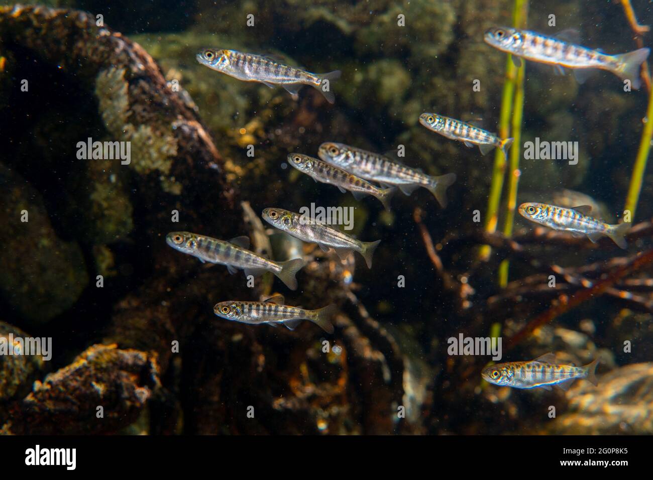 Coho salmone Smolts nuotare nelle rive del fiume Gold nella costa nord-occidentale dell'isola di Vancouver. Foto Stock