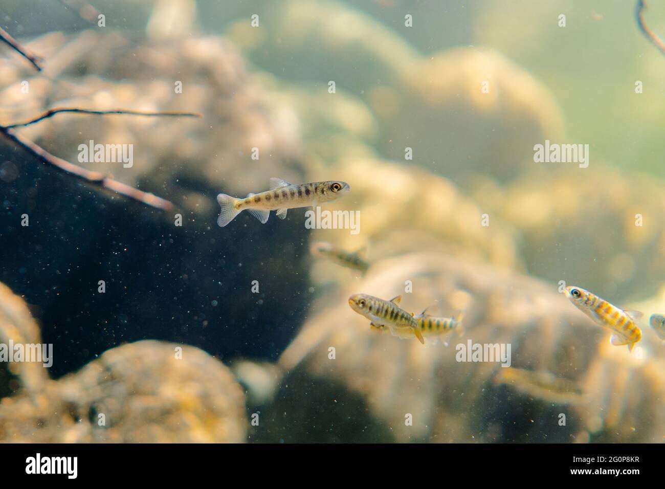 Baby Coho salmone in allevamento su un flusso di acqua fredda. Foto Stock