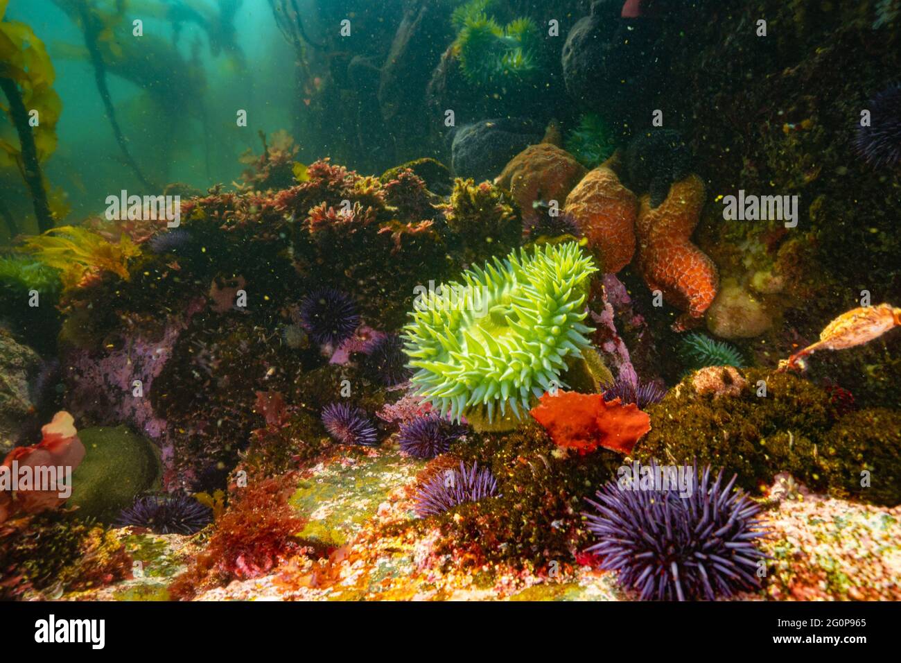 Sea Urchin e anemone verde in una barriera corallina fredda nell'Oceano Pacifico. Foto Stock