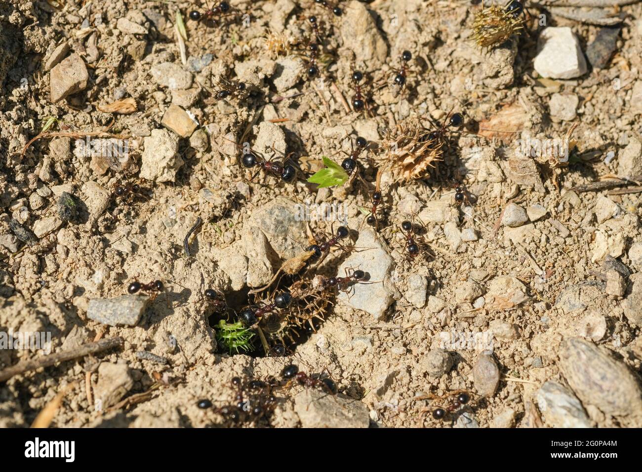 Macro vista delle formiche nere collina che lavora su terra nido, animale insetto fauna selvatica Foto Stock