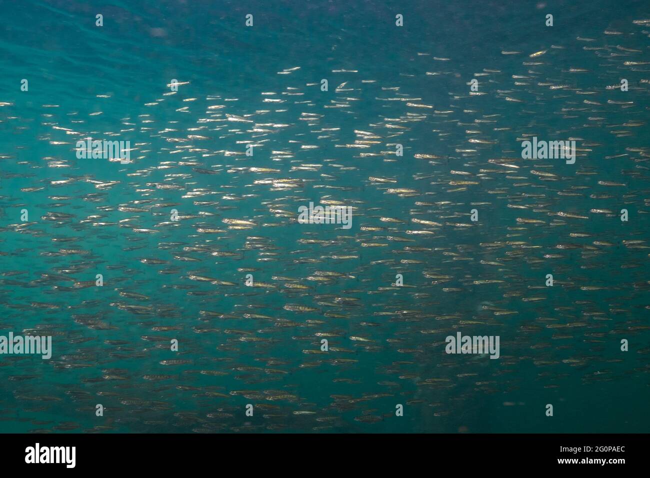 Densa scuola di chum Salmon nuoto nel Campbell River Harbour. Foto Stock