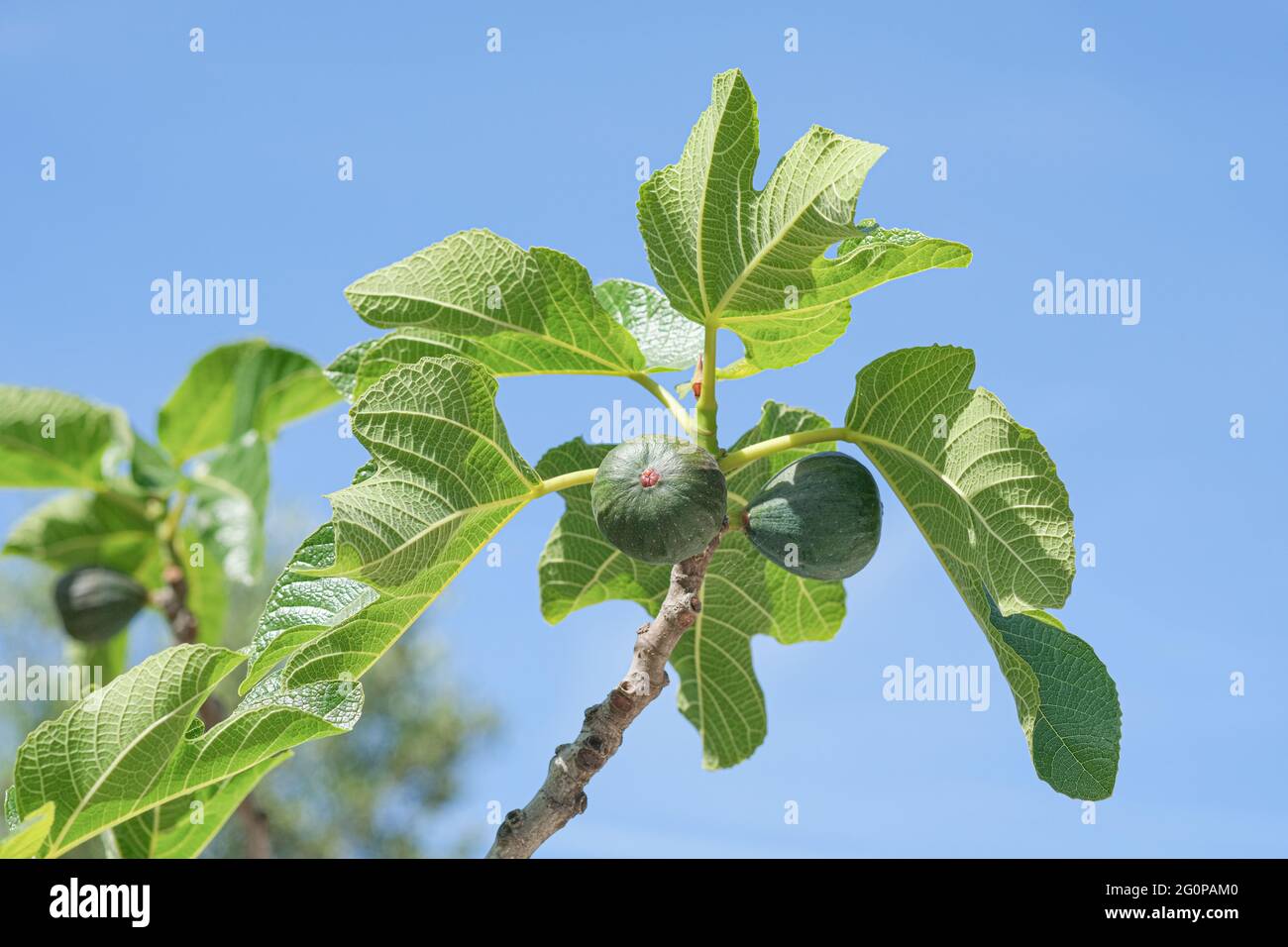 Delicious Green italian fichi ramo pianta maturo,fico bianco del cilento,ingrediente di frutta sano Foto Stock