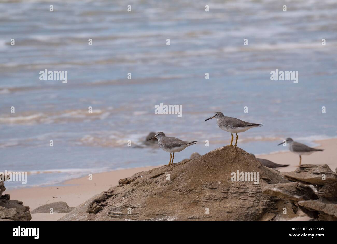 Tattler dalla coda grigia, Tringa brevipes, su uno sperone roccioso sulla Kimberly Coast Western Australia. Foto Stock