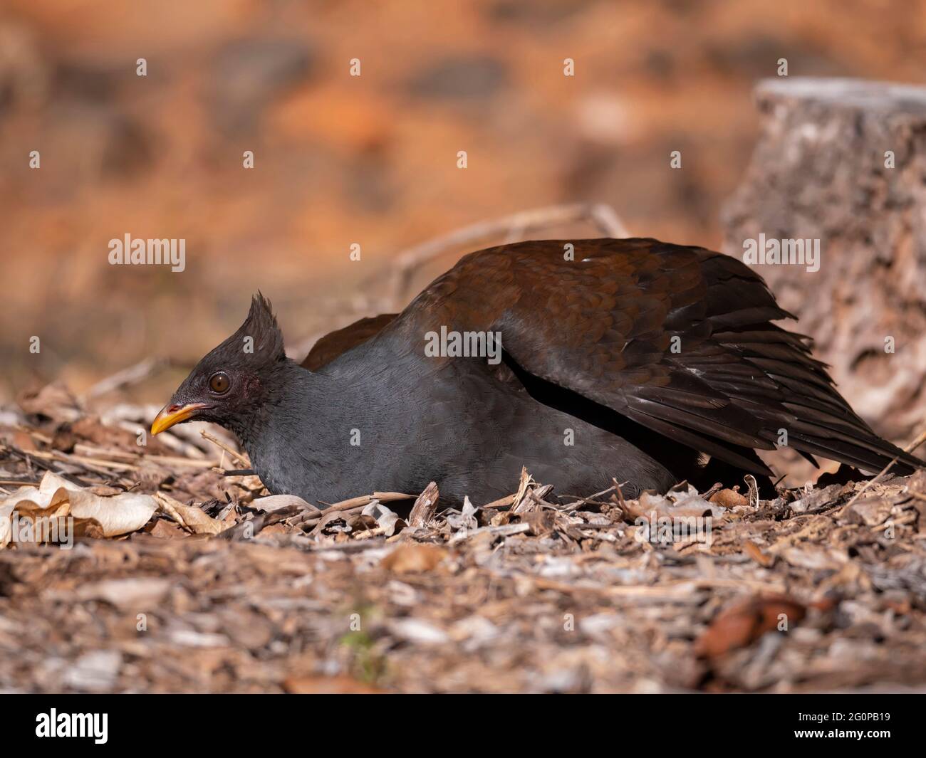 Uno scrubbfowl arancione, Megapodius reinwardt, seduto a terra. Foto Stock