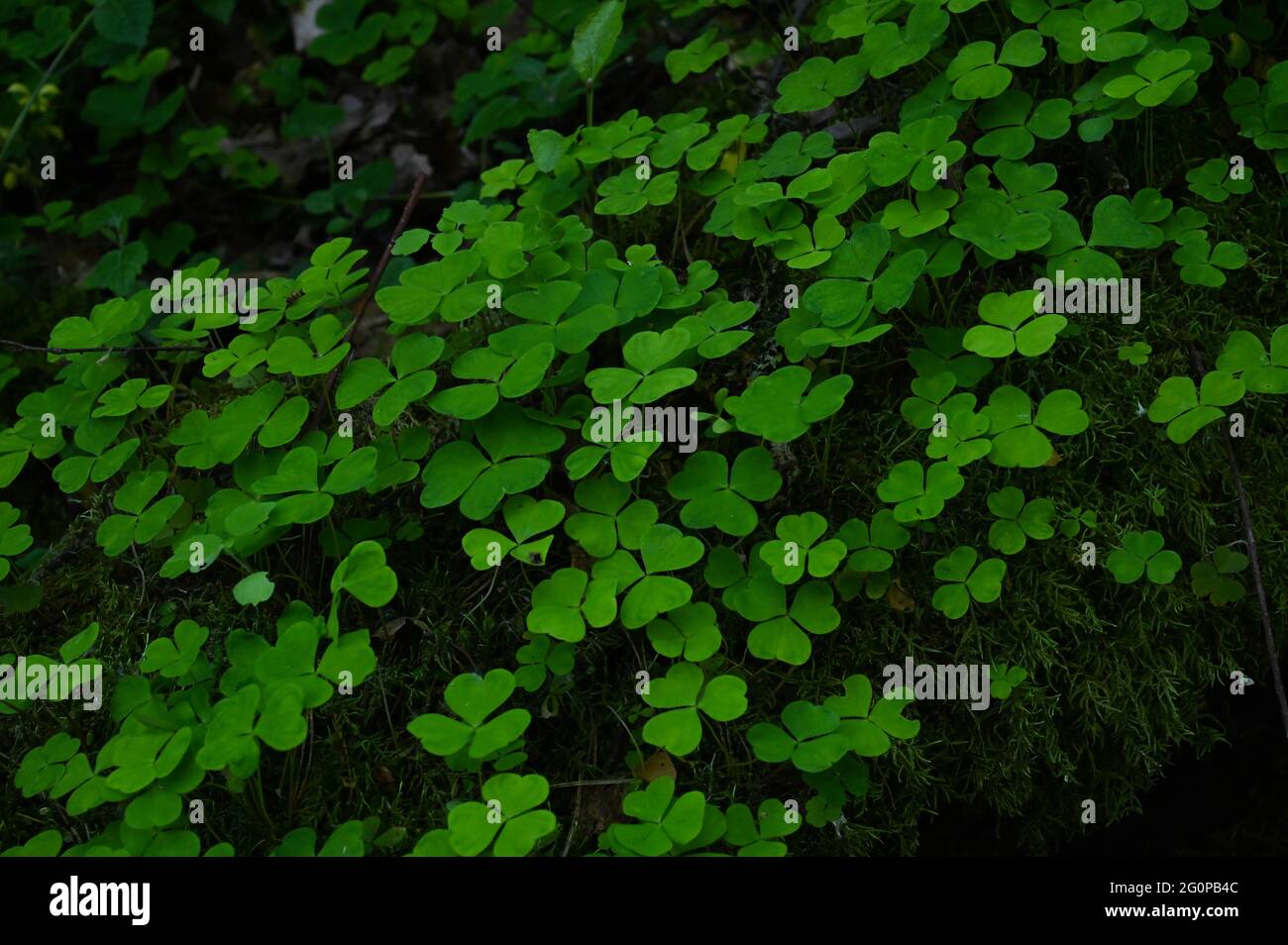 Trifoglio a tre foglie nella foresta su suolo coperto di muschio. Foto Stock