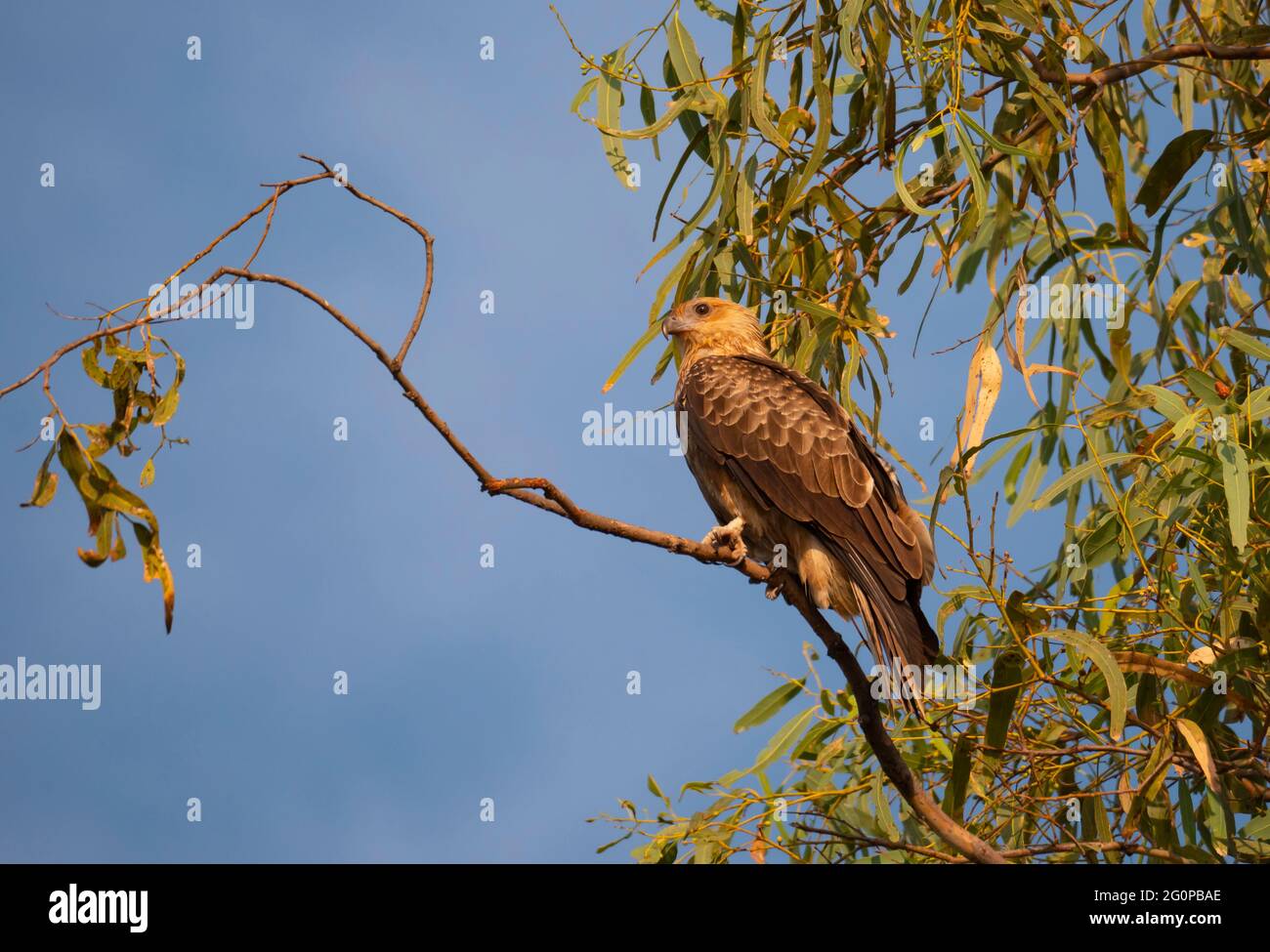 Black Kite, Milvus migrans, arroccato su un albero. Foto Stock