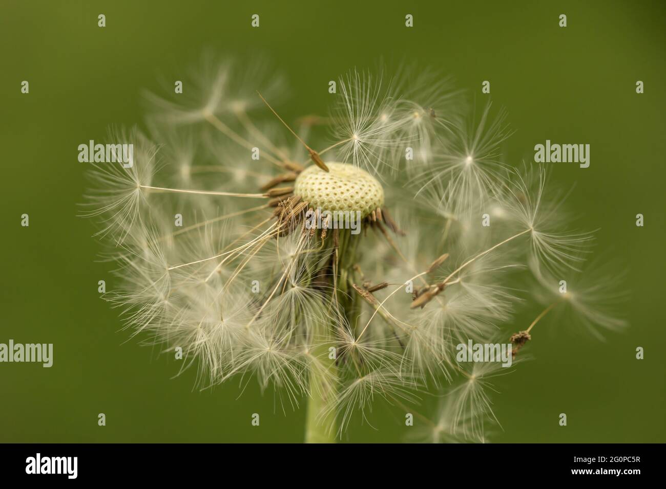 Primo piano di una palla di andelio con esso´s seme che soffia awai Foto Stock