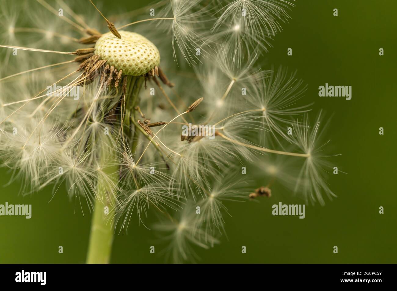 Primo piano di una palla di andelio con esso´s seme che soffia awai Foto Stock