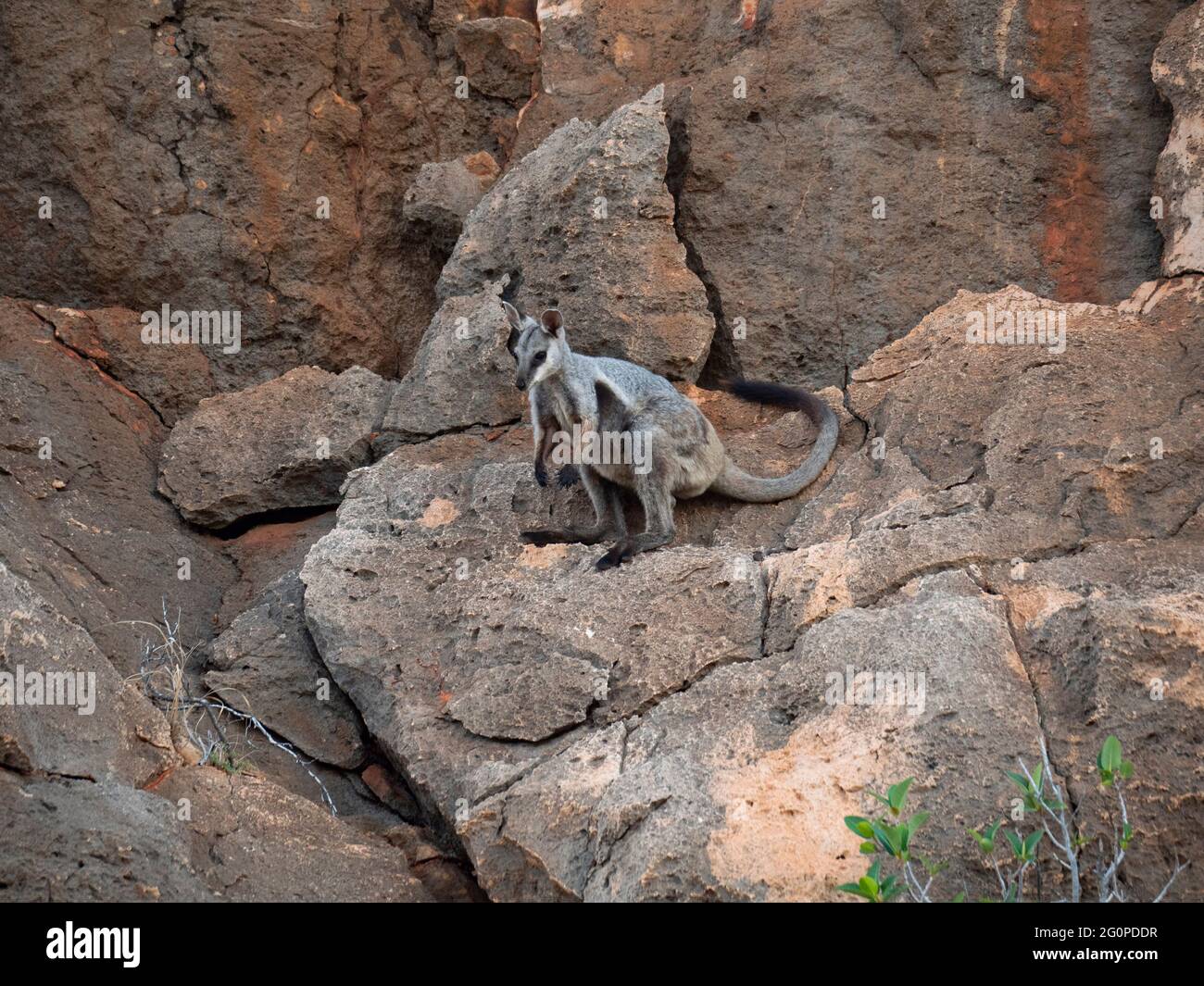 Black Footed Rock Wallaby conosciuto anche come Black-fianched rock-wallaby, Petrogale lateralis. Foto Stock