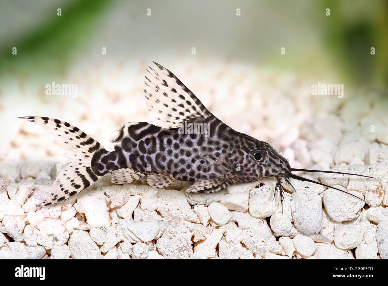 Featherfin cigolio pesce gatto Synodontis Epterus Acquario pesce isolato su whit Foto Stock