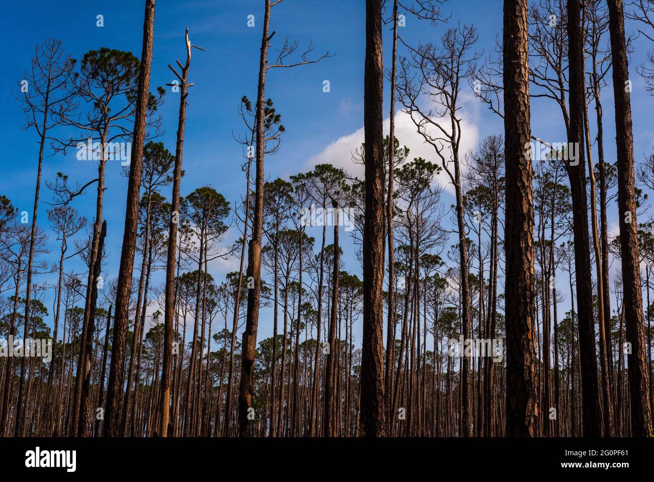 Alberi di pino a foglia lunga alla Weeks Bay National Estuarine Research Reserve vicino a Fairhope, Alabama, si estendono verso il cielo il 20 maggio 2021. Foto Stock