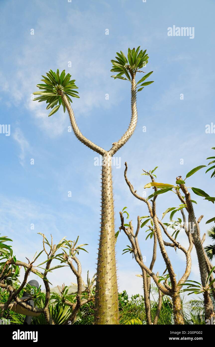 Madagascar Palm (Pachypodium lamerei) Foto Stock