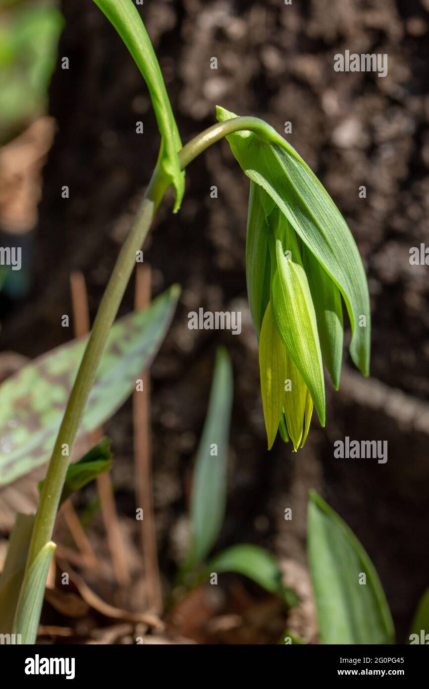 Macro texture vista di un delicato fiore selvatico di bellwort giallo solitario (Uvularia grandiflora), fiorente nel suo habitat naturale della foresta Foto Stock