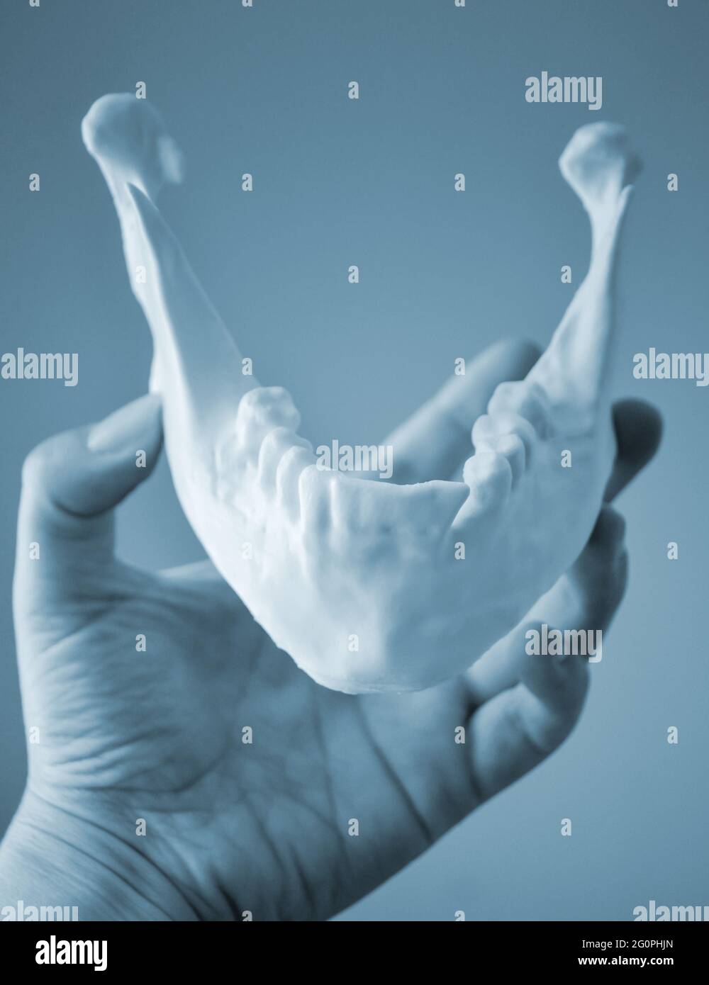 Una ragazza tiene una mandibola stampata su una stampante 3d sul suo palmo Foto Stock