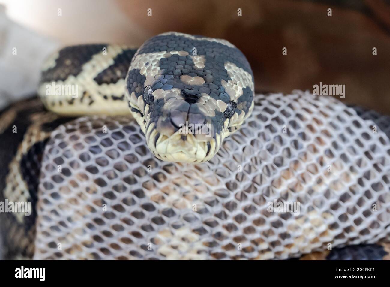 Australian Carpet Python pelle impastante Foto Stock