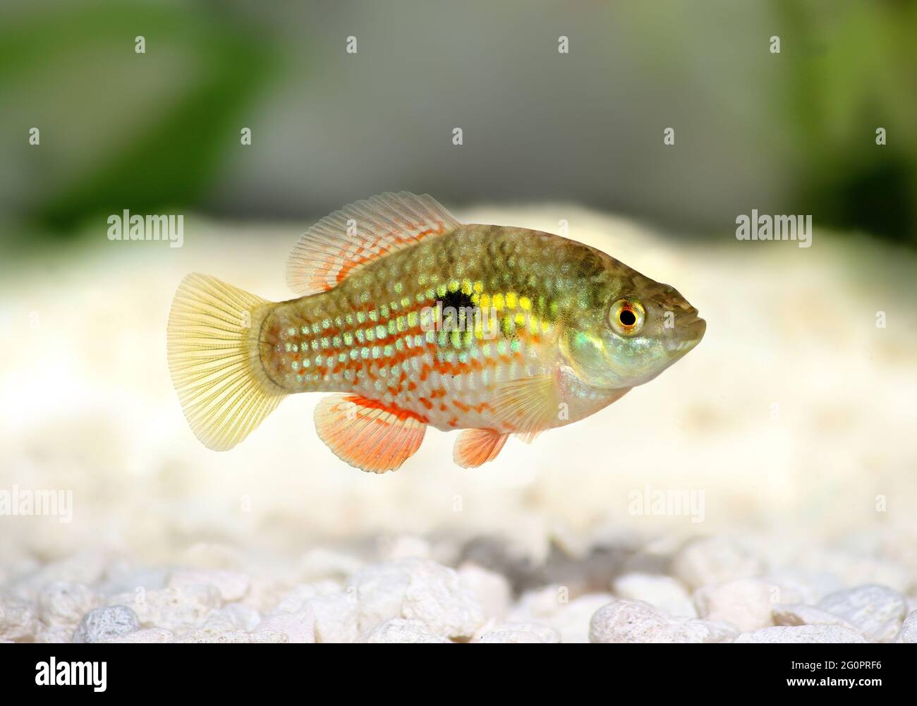 Pesce flagfish americano o fiorito Jordanella floridae pesci acquario Foto Stock