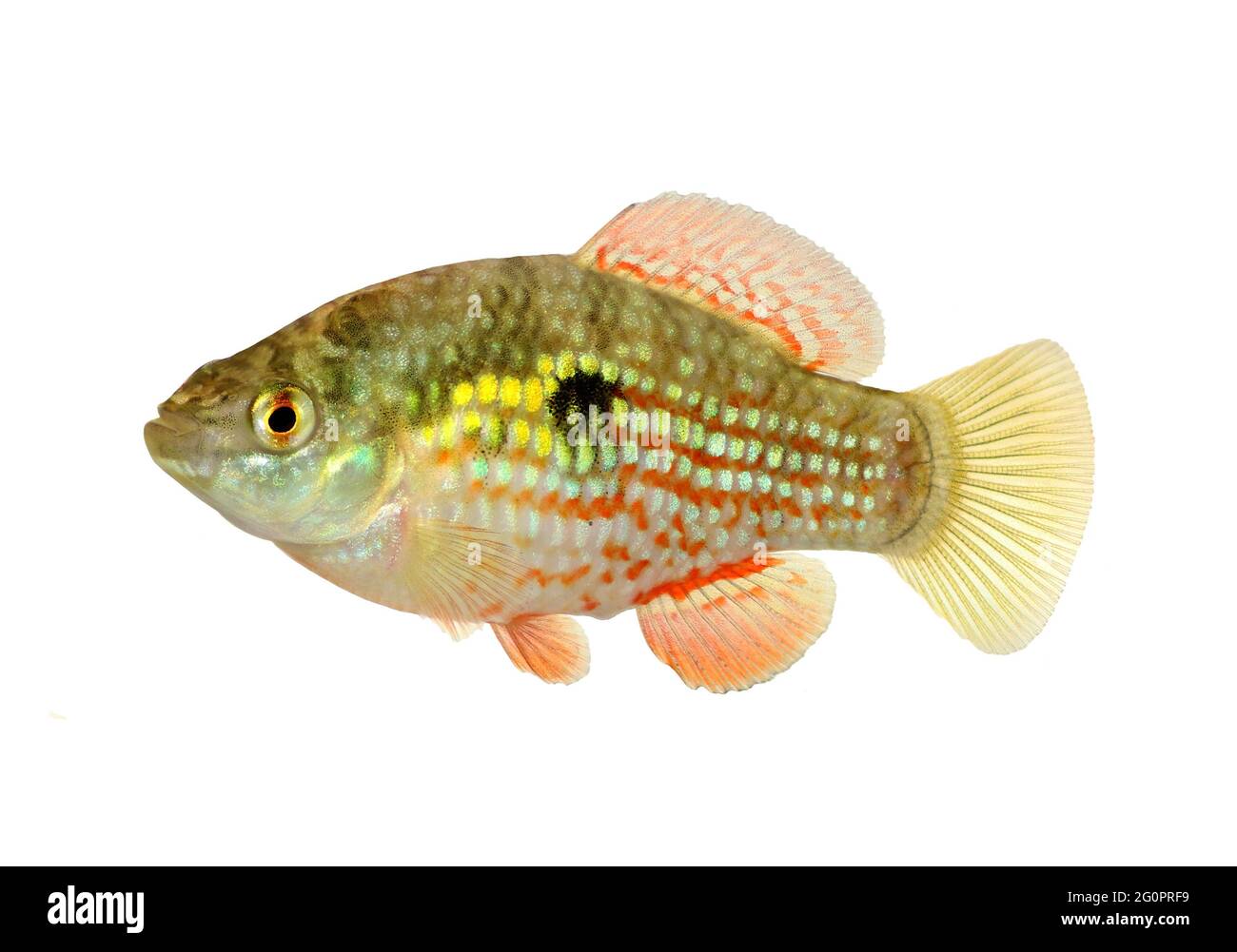 Pesce flagfish americano o fiorito Jordanella floridae pesci acquario Foto Stock