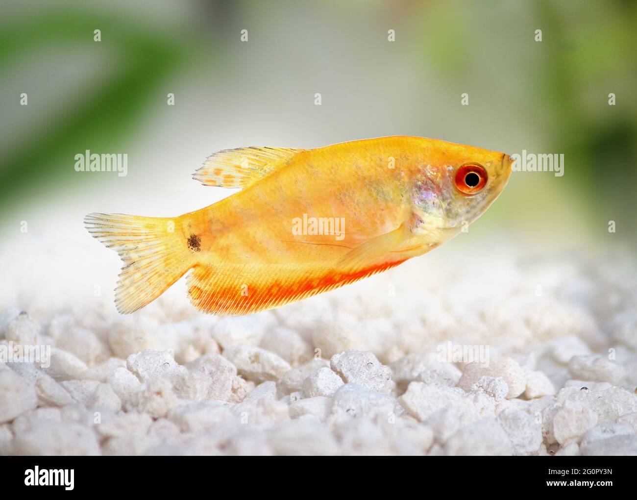 Acquario Pesce Gourami d'oro Trichogaster trichopterus Foto Stock