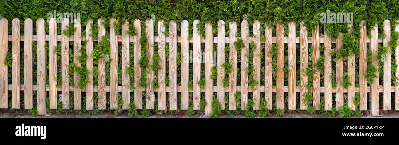 Recinzione giardino panoramica in legno di fronte ad una siepe thuja Foto Stock