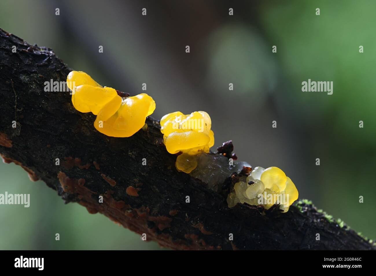 Tremella mesenterica, noto come giallo cervello, golden jelly Fungo giallo o trembler witches burro, funghi dalla Finlandia Foto Stock