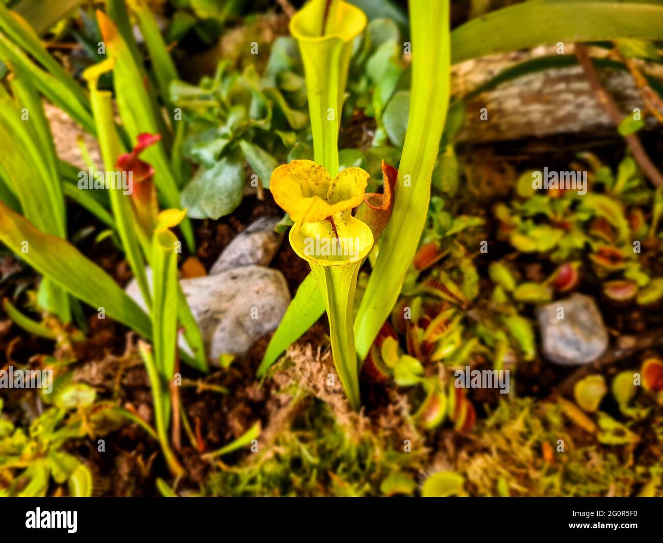 Dettagli con Sarracenia (tromba) piante carnivore. Foto Stock